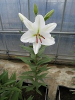 [1833 Cantarino No02.JPG]